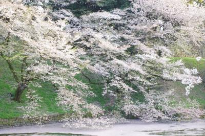 東京・皇居周辺～千鳥ヶ淵の桜旅