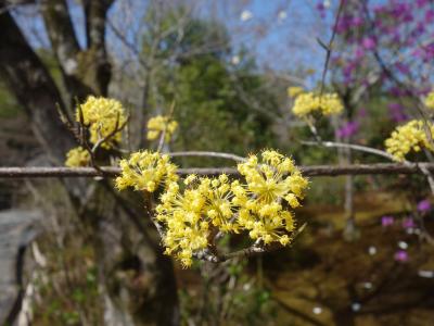 天龍寺の庭園は花盛り。たくさんの花が艶を競っています。