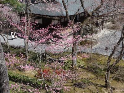 天龍寺の庭園を見下す。上から見る桜も格別です。