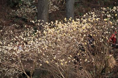 「焼森山（やきもりさん）ミツマタ群生地」栃木県芳賀郡茂木町飯