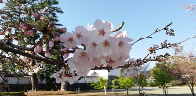 久しぶりの鎌倉散策　　　 2021年3月