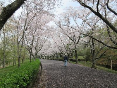 墓参りと花見