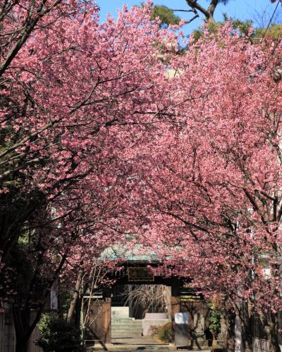 2021年02月お花見散歩：寿福寺、世田谷公園、碑文谷公園など