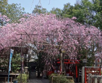 水火天満宮の枝垂桜も見ごろでした。