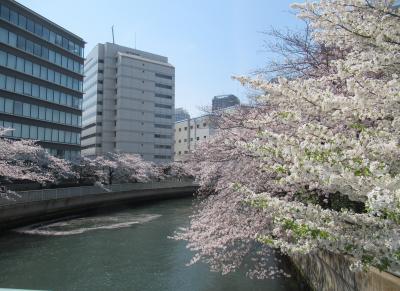 2021年東京・お花見②