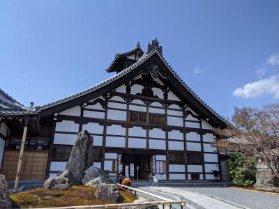 嵐山、天龍寺のさくら