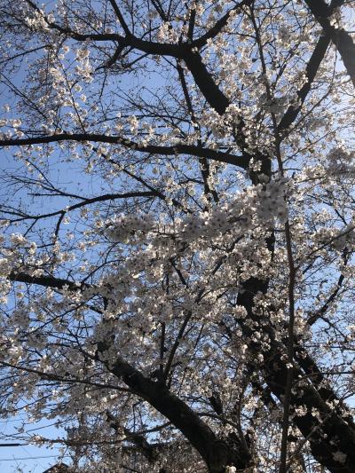 2021/3 与野公園の桜