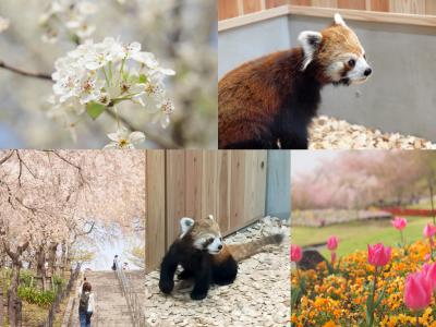東山動物園にレッサーパンダがやってきた！桜の回廊で見る美しい桜　花畑のチューリップ