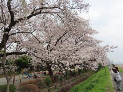 安楽亭と八王子の桜見物のポタリング 2021/03/30