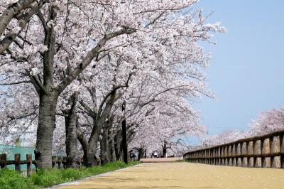 ■ 満開のサクラネックレス散策の旅　2021年