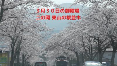 ３月３０日の御殿場二の岡・東山の桜並木　