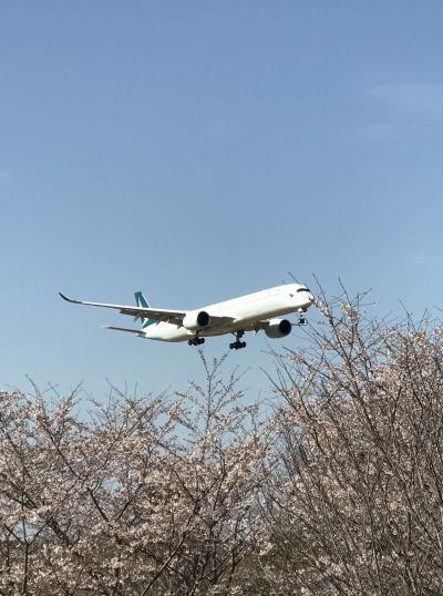 地元の千葉で桜三昧