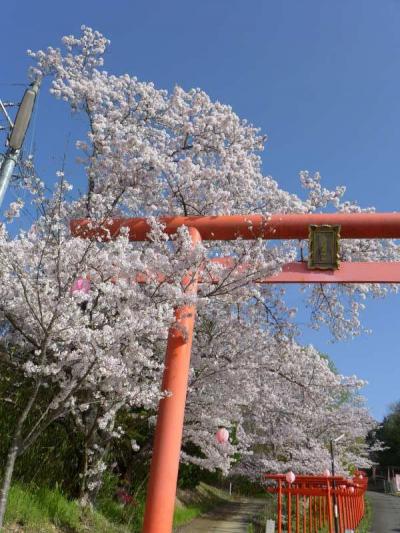 隠れた桜の名所  !  橋本市・丸高稲荷神社　