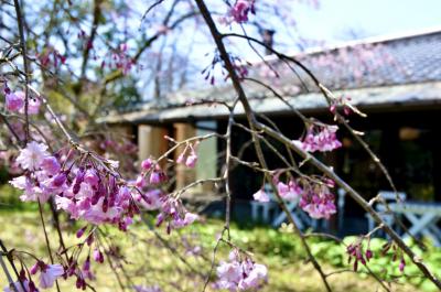 春のリラックス由布院！3日間② 2泊目は「由布院 玉の湯」で至福のひととき！の前編！(花野蕎麦　コミコアートミュージアム)