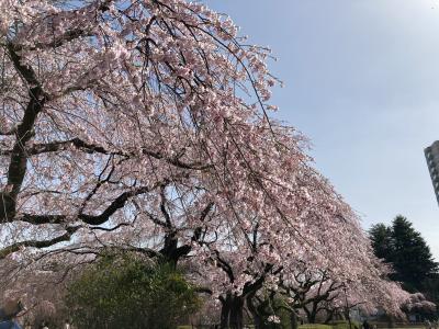 仙台の桜が観測史上最速で満開となりました