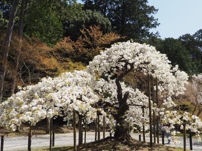 ２、３日しか咲かないといわれる千眼桜が満開の大原野神社