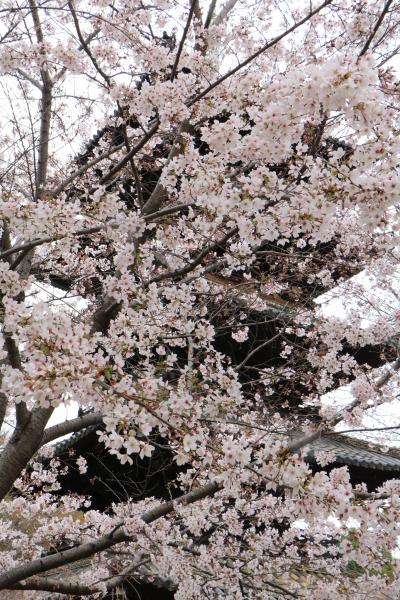 名古屋で一番開花が進んでると言われた八事興正寺、小雨が降ってもきれいでした♪