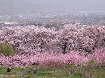 母を連れてお花見ドライブ・みたまの湯