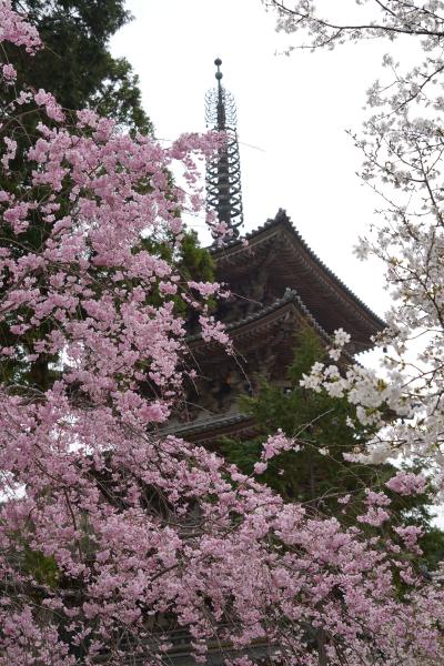 20210330-3 京都 醍醐寺 其の三は、五重塔とか伽藍の拝観