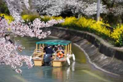 20210331-2 京都 山科疏水の花見は、菜の花も見頃