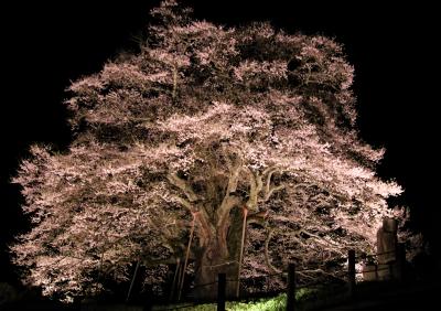後醍醐天皇が隠岐に配流された時愛でたとの伝説から名付けられた樹齢千年の醍醐桜と12度目の逢瀬