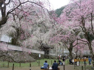 ２０２１　秩父の桜の名所とその周辺を回る旅