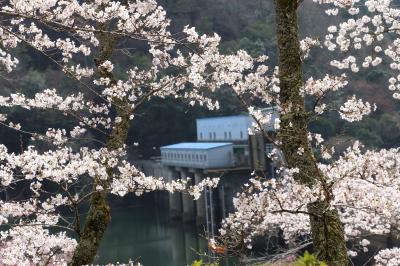 密を避けて大野ダムの桜を愛でる