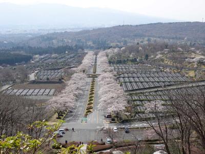 富士霊園で桜を見て来ました 2021.03.27 ＝2.富士霊園の桜＝