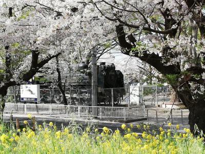 熊谷の桜とマンホールカード収集