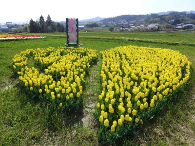 「恋し野の里」チューリップ畑  !  橋本市・恋野