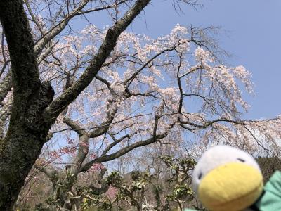 2021 京都の桜の歩き方