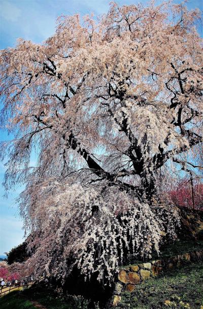 又兵衛桜　