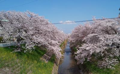 桜まつりの続きの佐保川