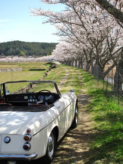 美波羅川の千本桜へ行ってミタ。　広島　三次市