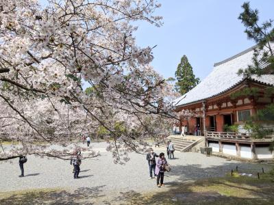 醍醐寺のさくら