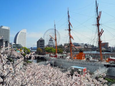 横浜さんぽ19☆お花見2021（マスクお花見～♪）