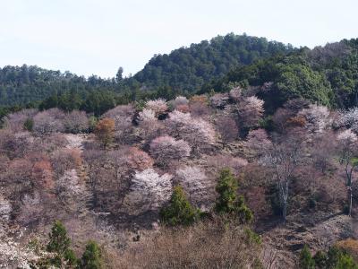 2年ぶり13回目の奈良旅は、1泊2日で桜めぐり♪① 吉野 編