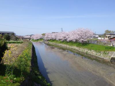 令和3年3月31日　明日香風は今日もやさしく吹いています