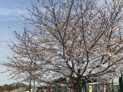刈谷桜