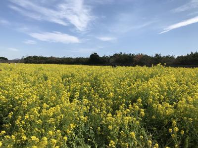 伊良湖菜の花