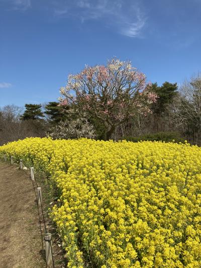 春の水戸 偕楽園 梅まつり　国営ひたち海浜公園 早咲き水仙&菜の花　袋田の滝　