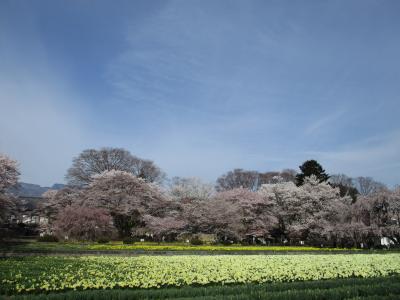 山高神代桜に会いに行く＠北杜市武川町　（笛吹市の桃の花には早すぎました）