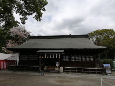 鷲宮神社で桜とコラボ