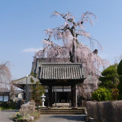 「満願寺」の枝垂れ桜_2021_満開間近で、見頃始まってました（栃木県・佐野市）