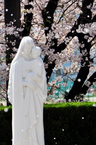 日本3大修道院　多治見修道院とさくら