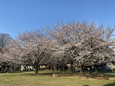 2021年3月　城北公園＆石神井川で花見
