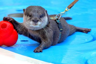 【おさんぽ水族館ログ】サンシャイン水族館 2019年5～8月