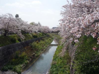 山崎川の桜も満開になりました。今年もきれいに咲きました。