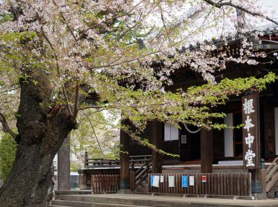 花の上野・寛永寺（徳川将軍家菩提寺）を巡る