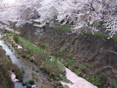 桜の花びらに埋まる山崎川。